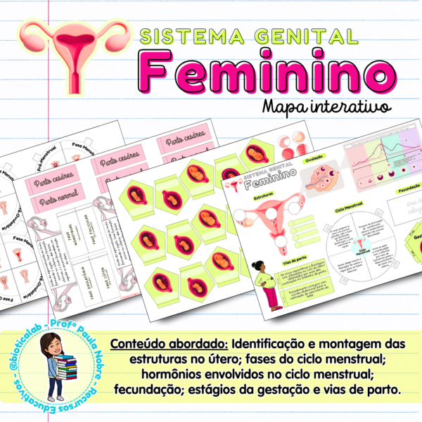 sistema genital feminino, útero, ovário, menstruação, gestação, ciências, ensino fundamental