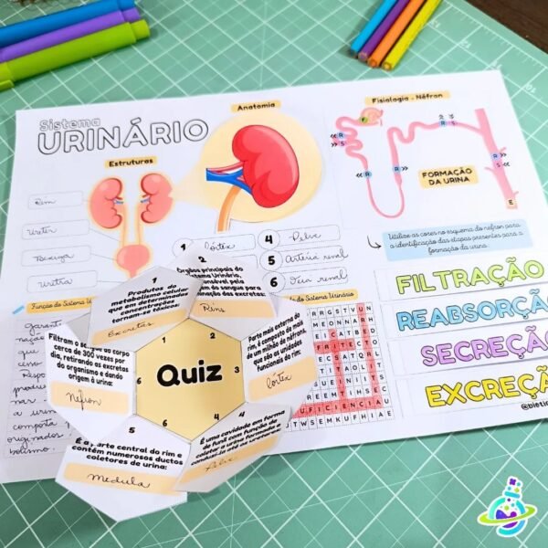 Sistema Urinário - Image 2