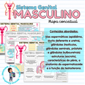 Sistema Genital Masculino