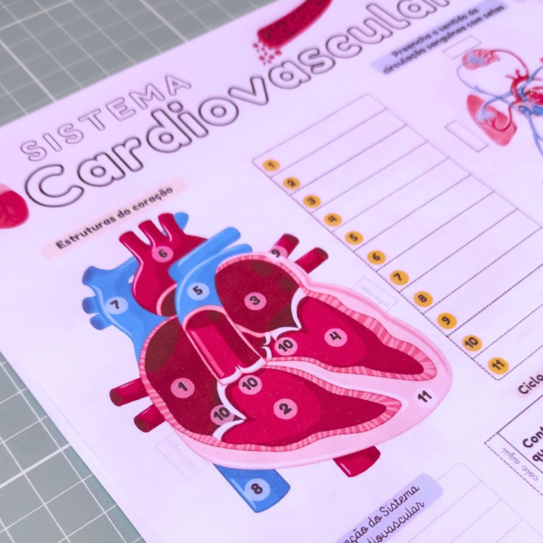 Sistema Cardiovascular - Mapa Interativo - Image 2