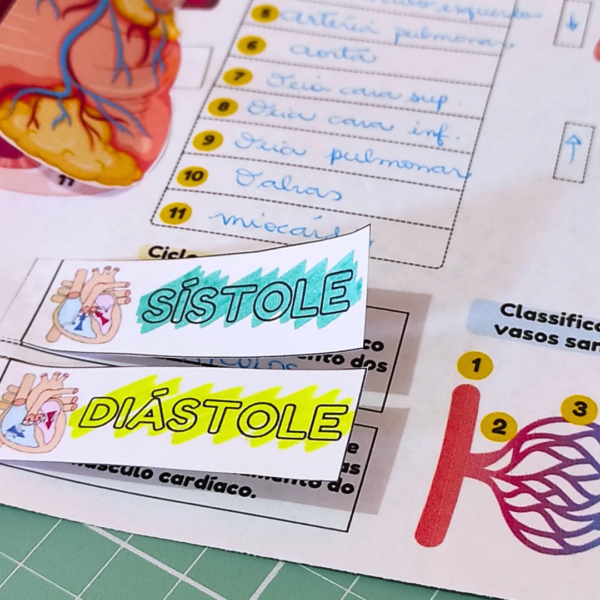 Sistema Cardiovascular - Mapa Interativo - Image 6