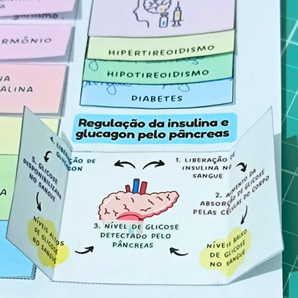 Sistema Endócrino - Mapa Interativo - Image 5