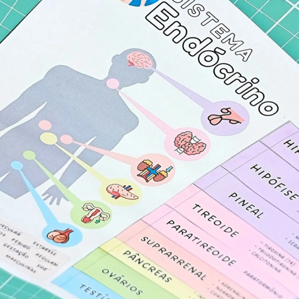 Sistema Endócrino - Mapa Interativo - Image 8