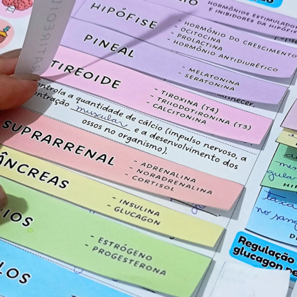 Sistema Endócrino - Mapa Interativo - Image 7
