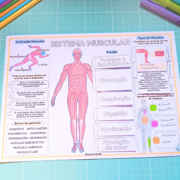 Sistema Muscular - Image 8