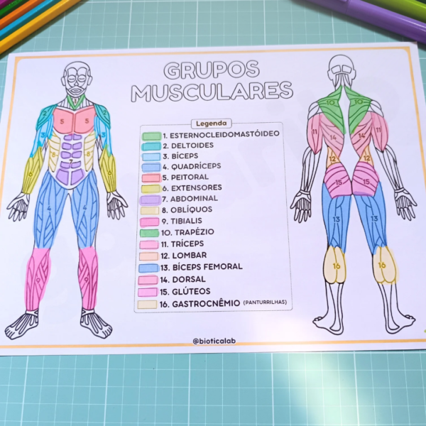 Sistema Muscular - Image 9